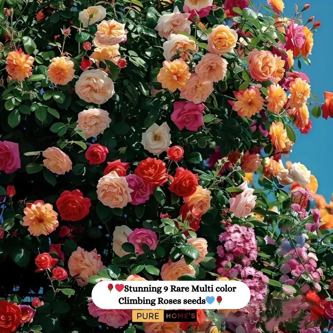 Elegant Climbing Rose Flower Seeds