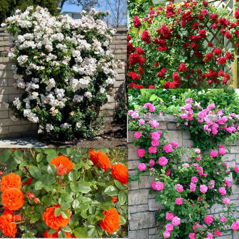 Elegant Climbing Rose Flower Seeds