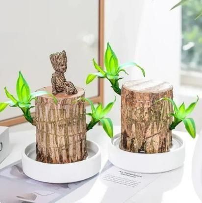 Brazilian wood plant (Buy 1 Get 1 Free)