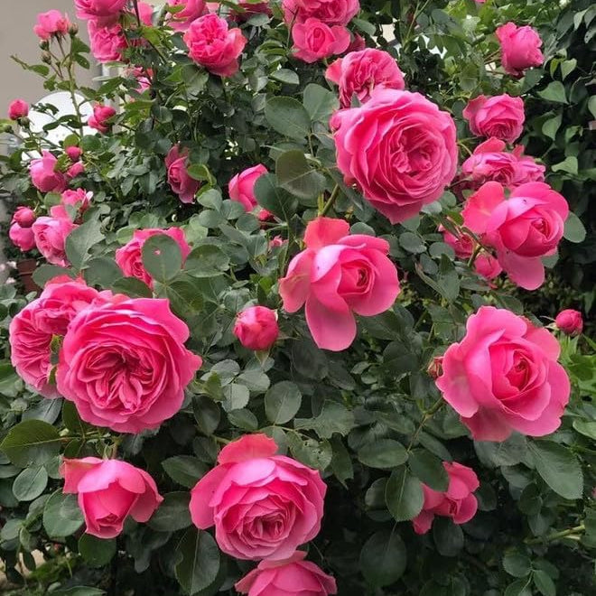 Elegant Climbing Rose Flower Seeds