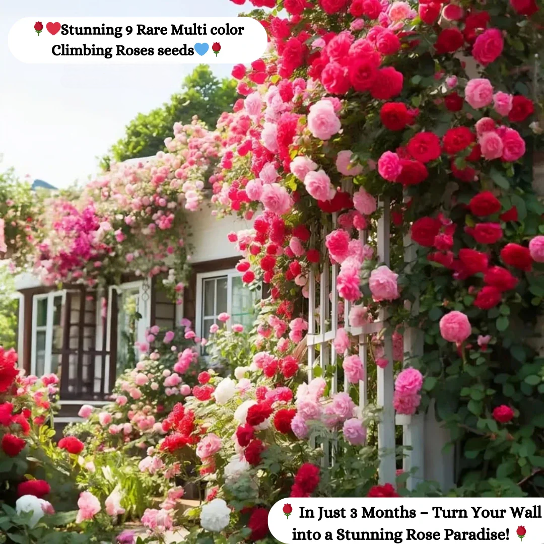 Elegant Climbing Rose Flower Seeds